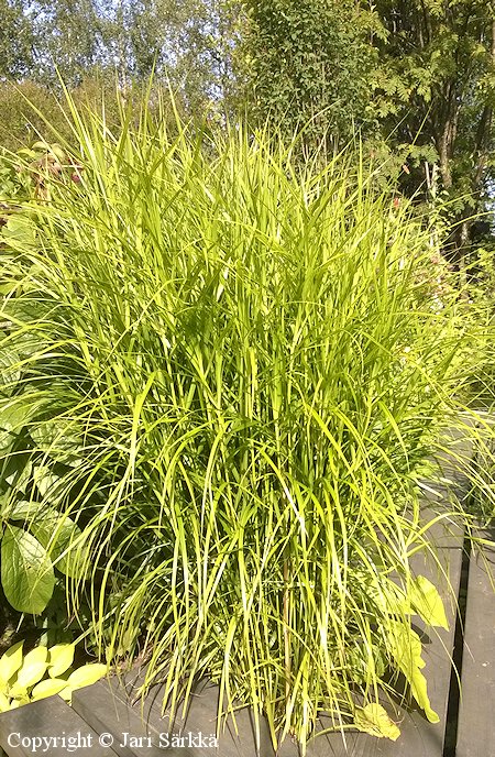 Carex muskingumensis, palmusara